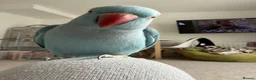 Ringnecks birds for sale: Indian ring neck  in Bath - Advert 8