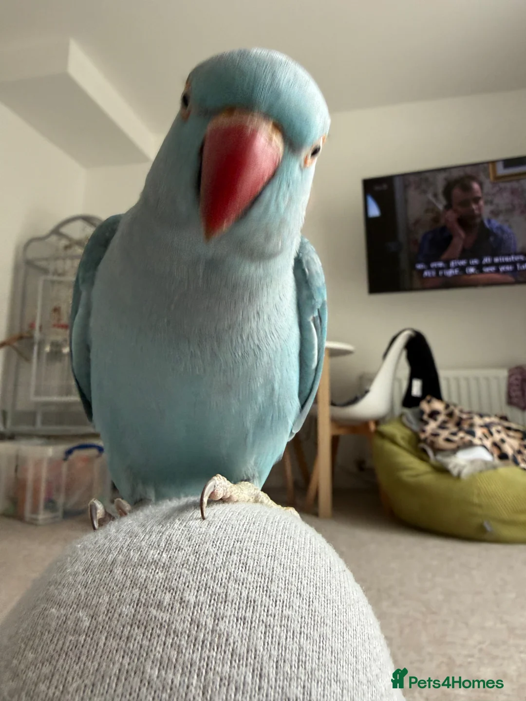 Ringnecks birds for sale: Indian ring neck  in Bath - Advert 8