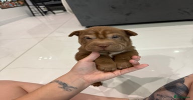 Shar Pei dogs - Advert 8