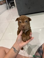 Shar Pei dogs Reduced Fully vaccinatedBEAUTIFUL SHARPEI PUPS 🔥 - Advert 2