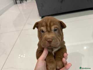 Shar Pei dogs - Advert 30