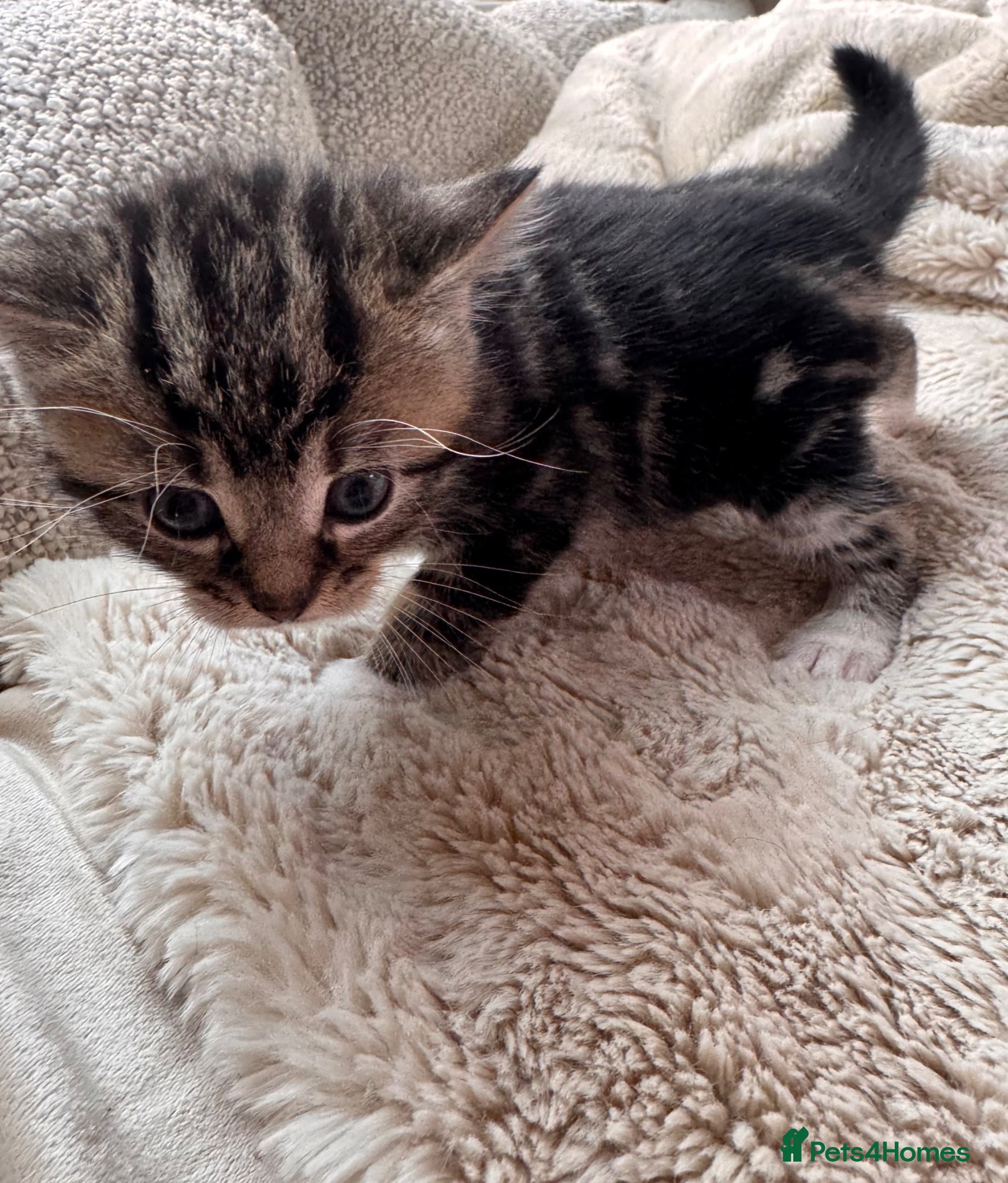Mixed Breed cats Lovely little kittens - Advert 14
