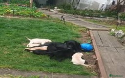 Labrador Retriever dogs for sale: Labrador Puppies for sale in London -KC registered - Image 26