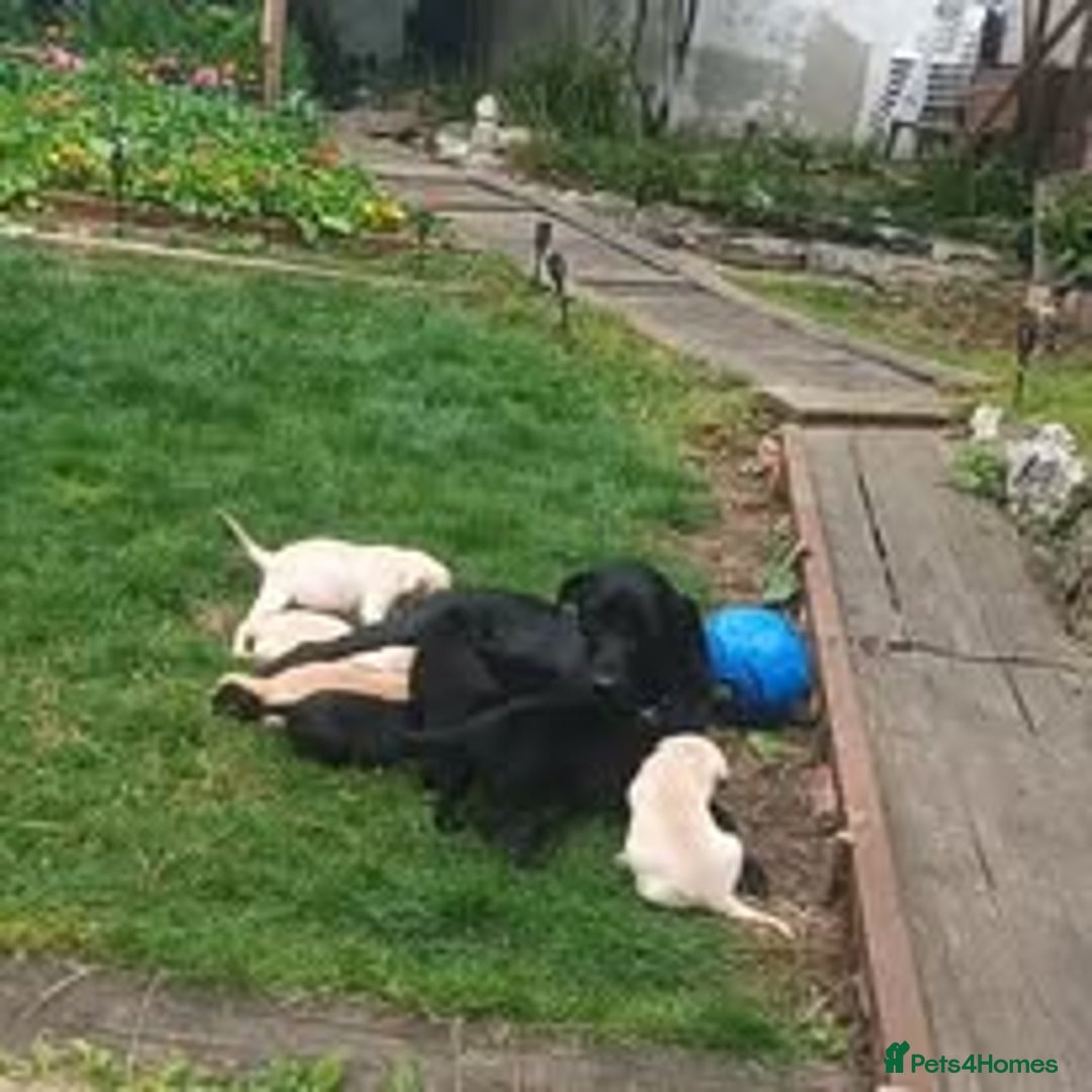 Labrador Retriever dogs for sale: Labrador Puppies for sale in London -KC registered - Image 26