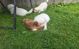 Golden Retriever dogs for sale: Cream Golden Retriever Puppies –Family Raised  - Image 23