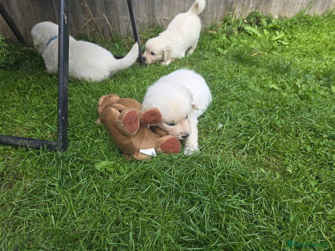 Golden Retriever dogs for sale: Cream Golden Retriever Puppies –Family Raised  - Image 23
