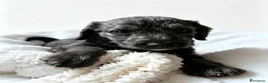 Mixed Breed 6