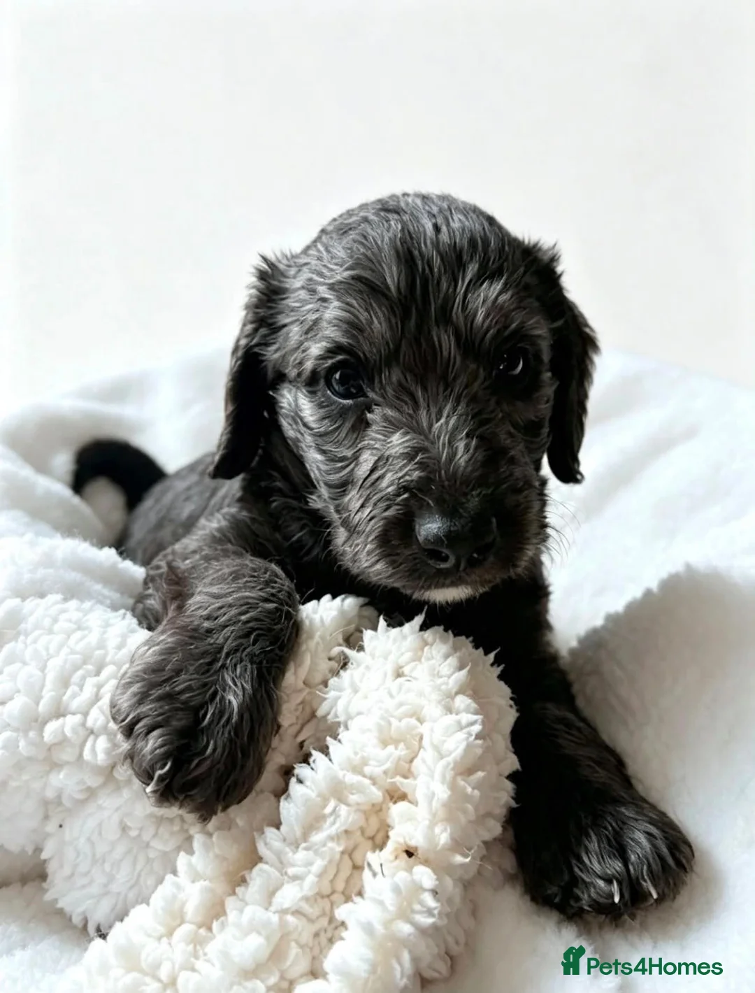 Mixed Breed dogs for sale: 4 puppies for sale Belington/ whippet in Swanscombe - Advert 2