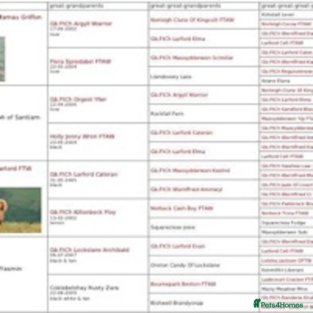 Cocker Spaniel dogs for stud: DNA TESTED CHOC AND TAN WORKING COCKER in Doncaster - Advert 4