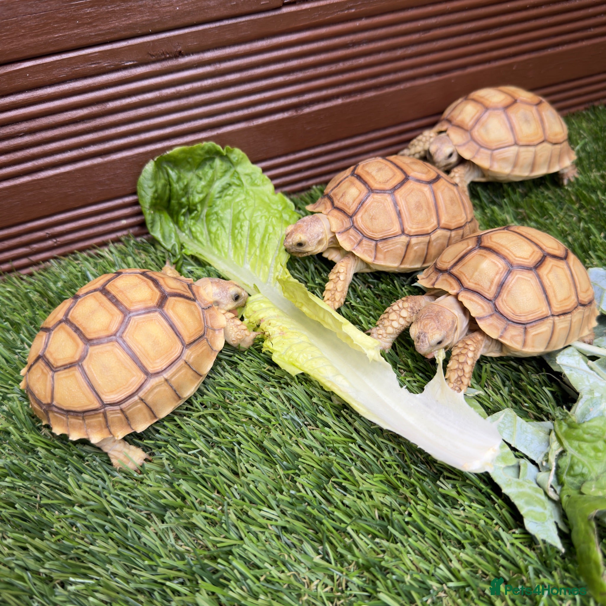 Tortoise reptiles Tortoise Babies - Advert 1