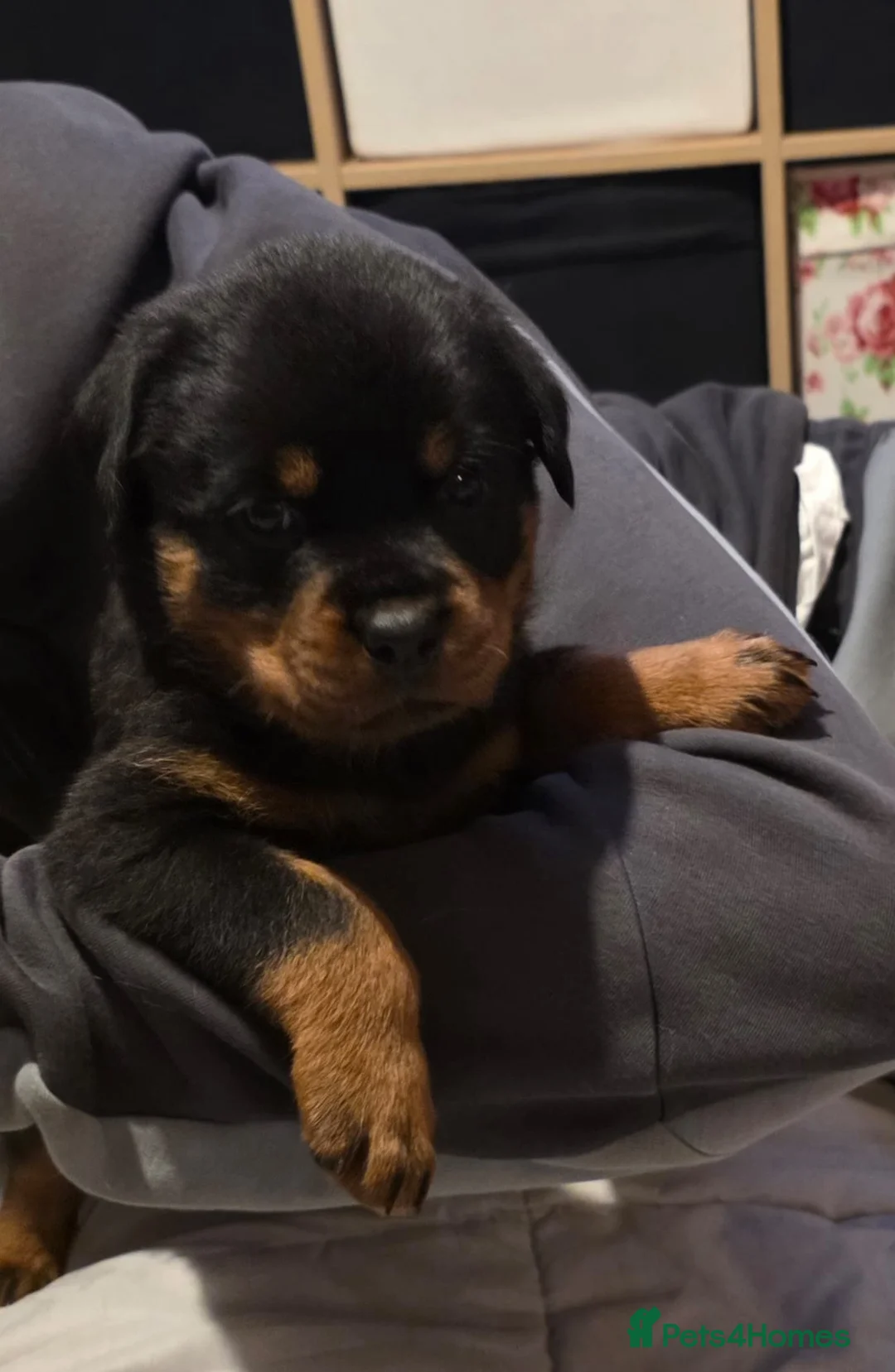 Rottweiler dogs for sale: Purebred Rottweiler Puppies ready to leave  - Advert 30