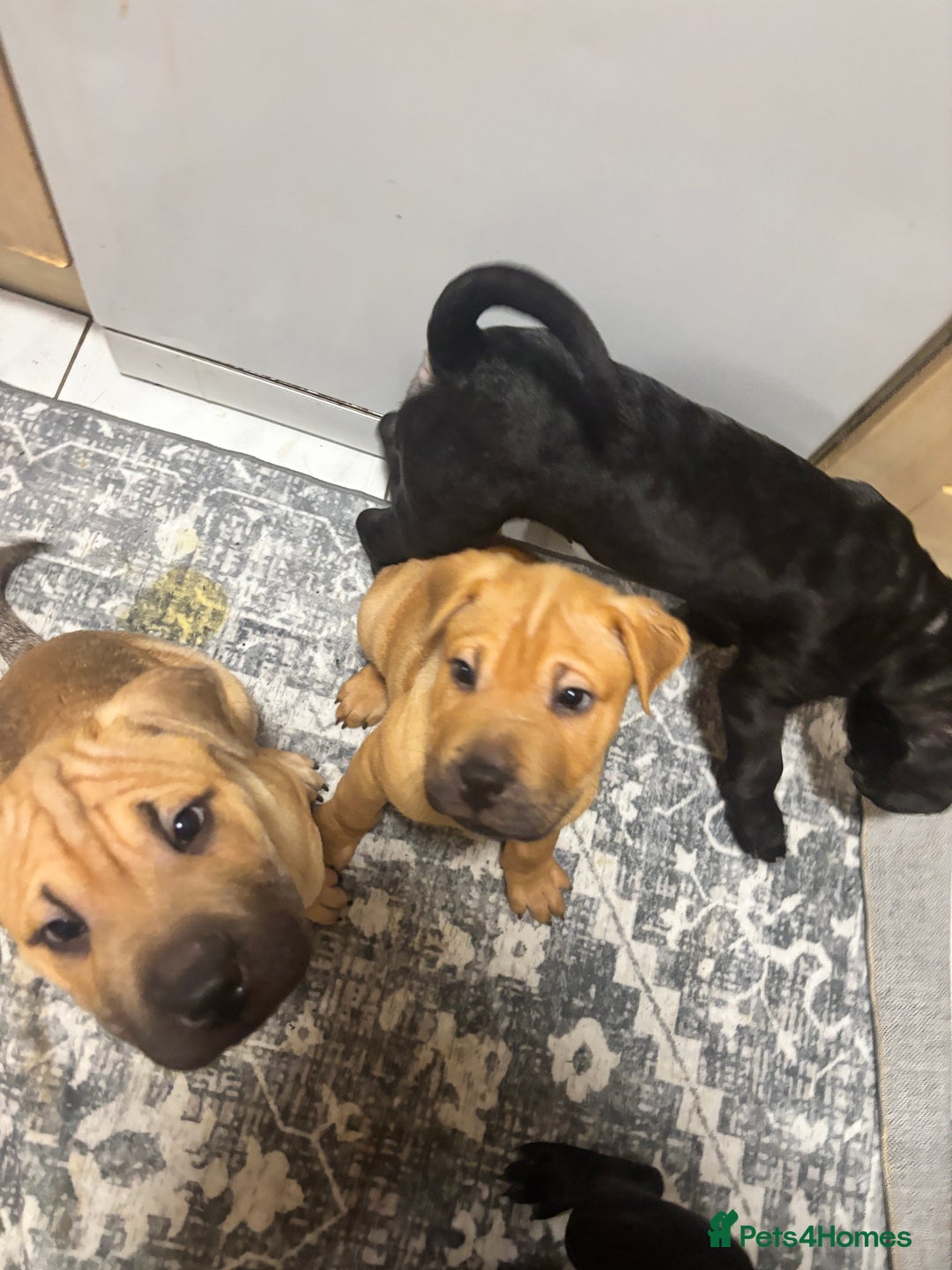 Mixed Breed dogs for sale: 4/9 left! - Advert 9