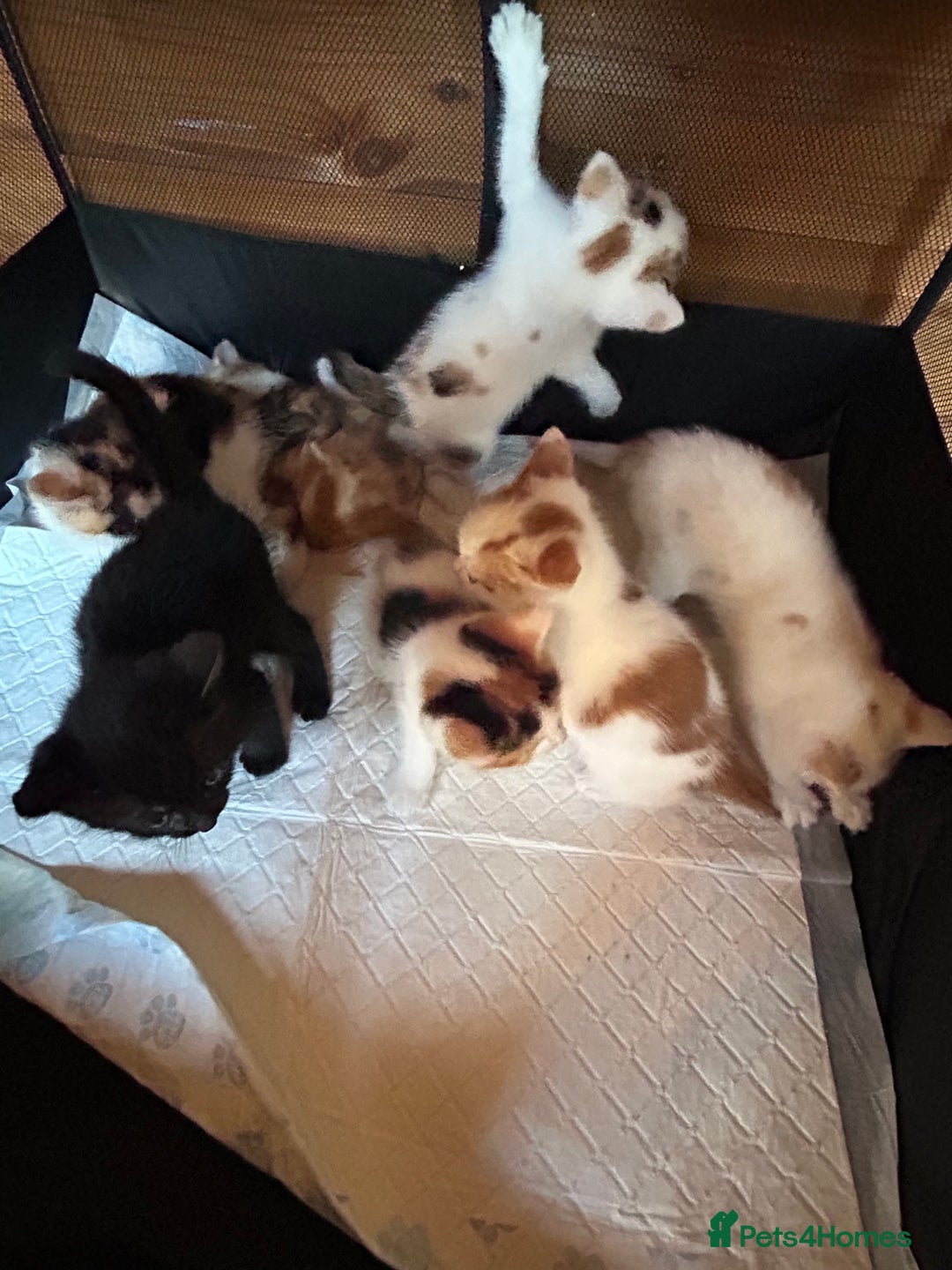 Mixed Breed cats for sale: Baby kittens for sale - Image 15