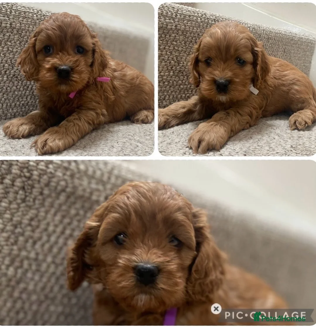 Cockapoo dogs for sale: American Cockapoo pups. F1 Health tested Parents - Advert 1