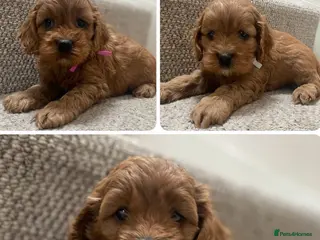 Cockapoo dogs American Cockapoo pups. F1 Health tested Parents - Advert 18