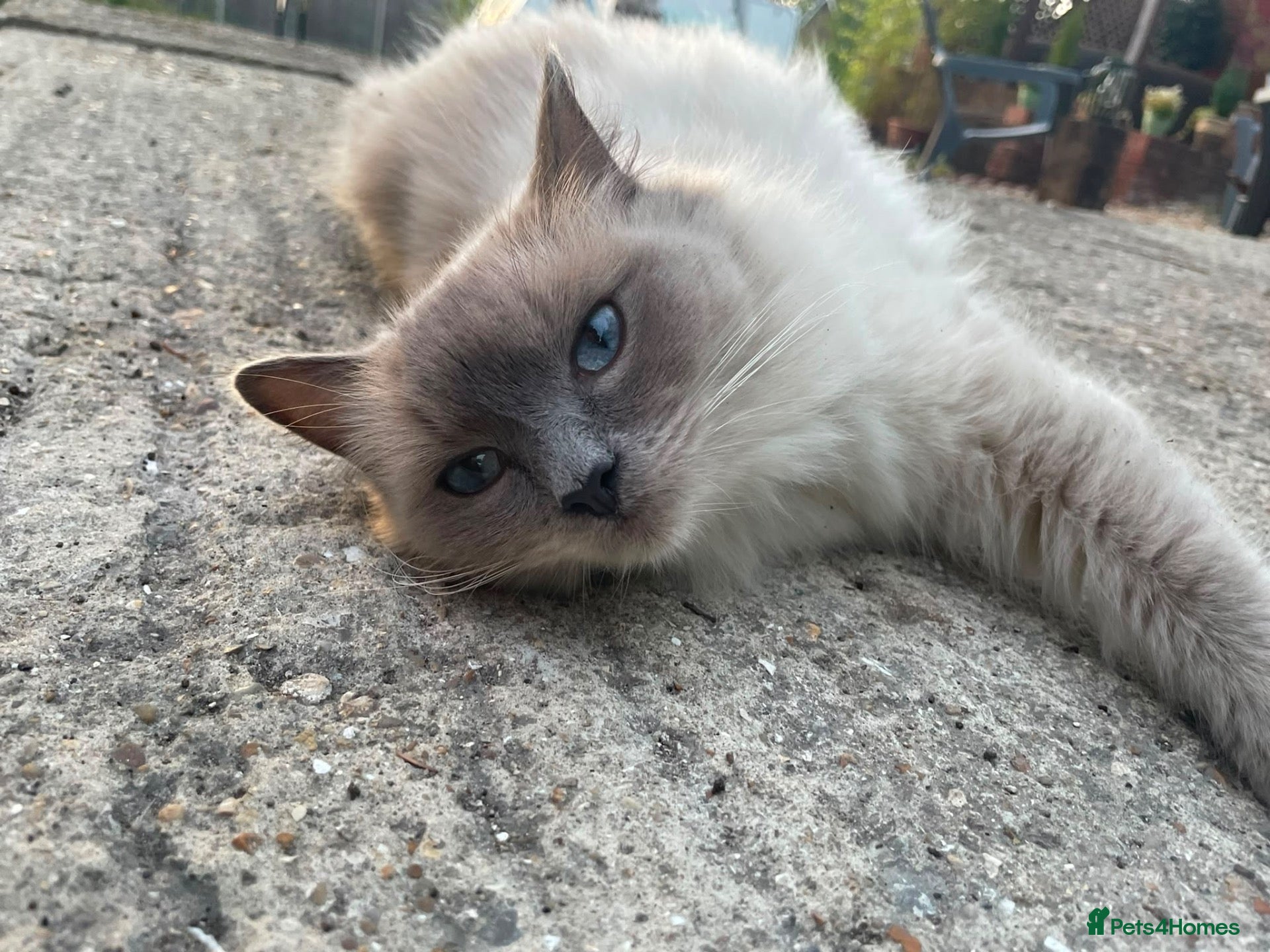 Ragdoll cats Ragdoll X, litter of 5🐾 - Advert 1