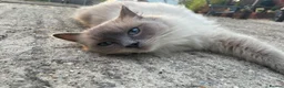 Ragdoll cats for sale: Ragdoll X, litter of 5🐾 - Advert 1