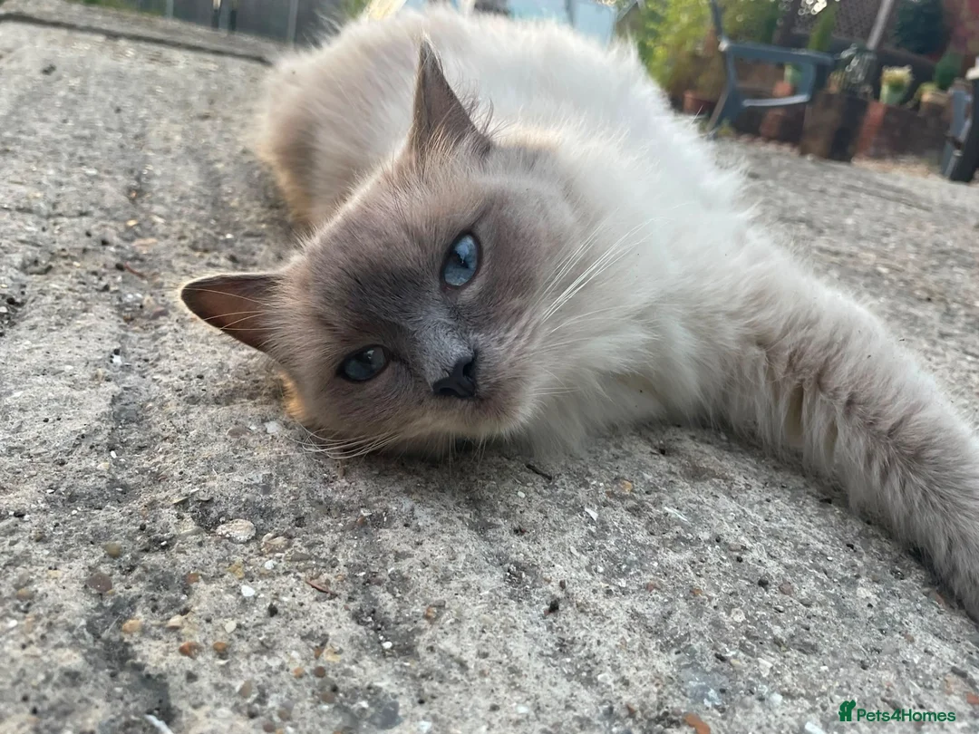 Ragdoll cats for sale: Ragdoll X, litter of 5🐾 - Advert 1