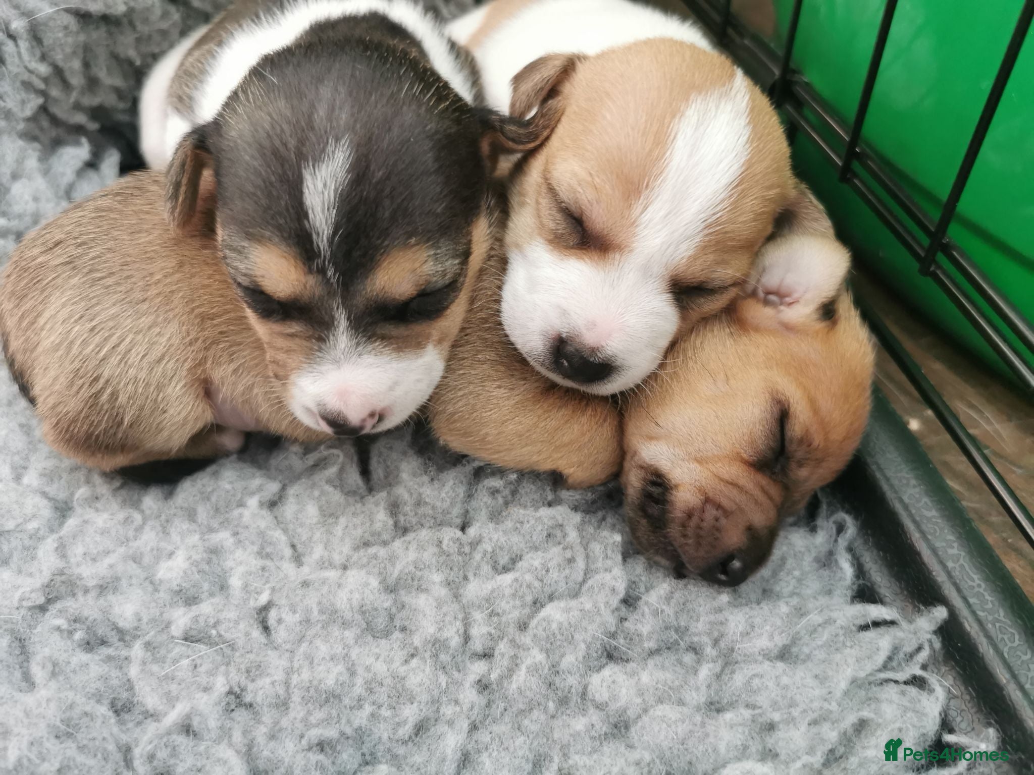 Jack Russell dogs 3x beautiful miniature Jack Russell Terriers - Advert 1