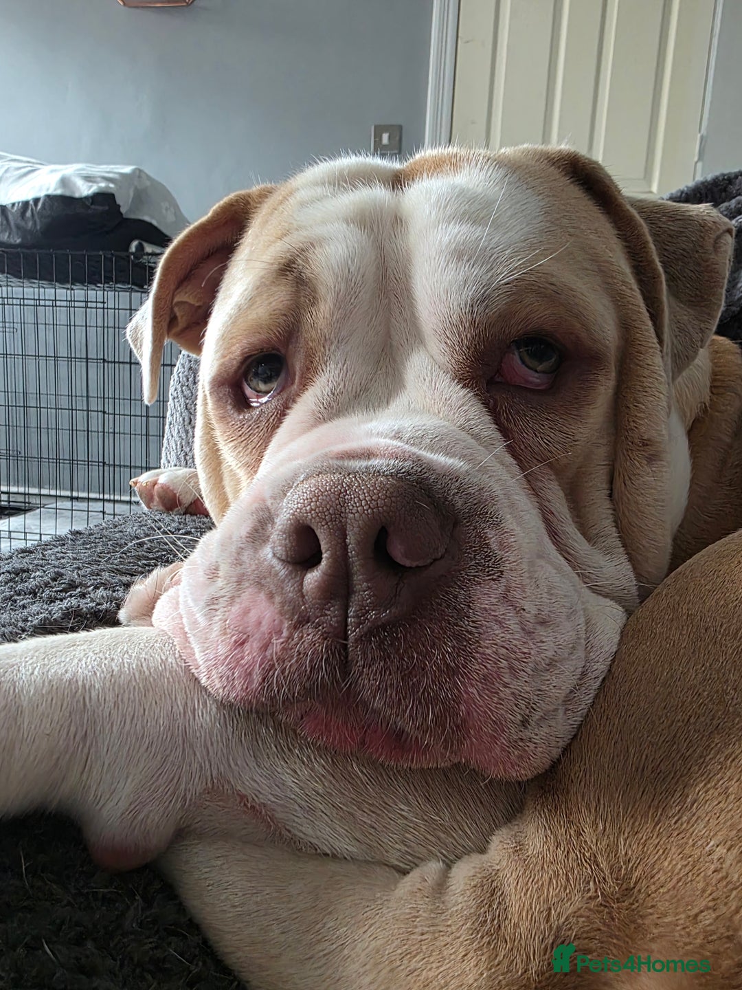 Olde English Bulldogge dogs for sale: 11 month old Pup for Rehoming - Image 3