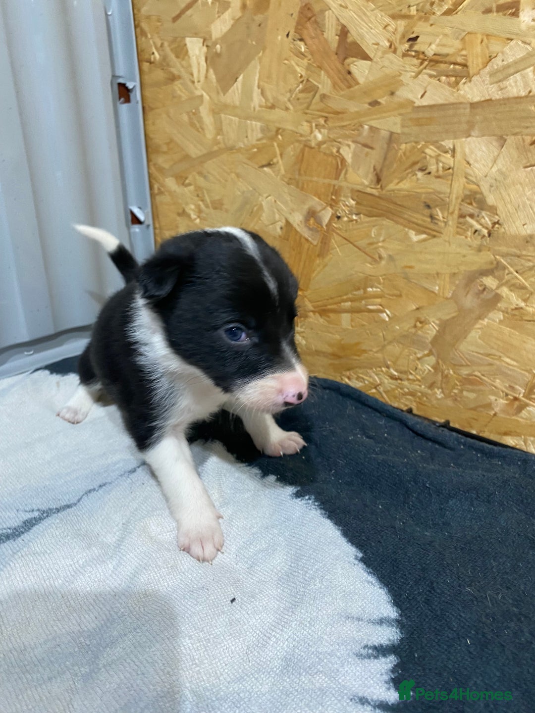 Border Collie dogs for sale: Beautiful border collie pups  - Advert 29