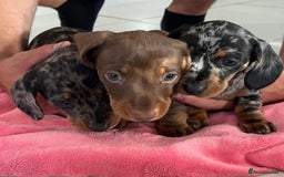 Miniature Dachshund dogs for sale: sweet raised mini dapple doxies - Image 1