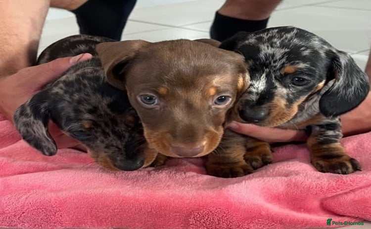 Miniature Dachshund dogs - Advert 4
