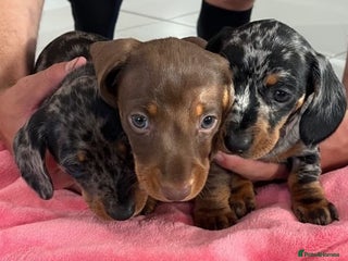 Miniature Dachshund dogs - Advert 10