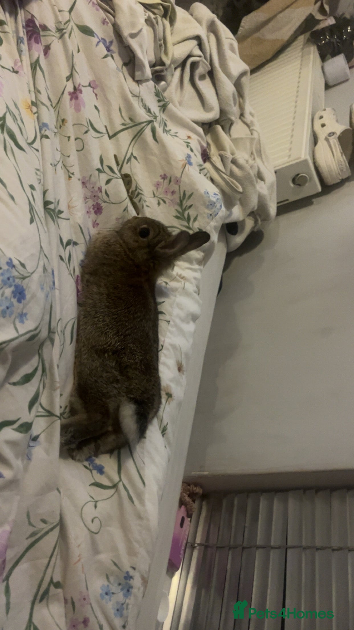 Dwarf Lop rabbits Dewarf rabbit for sale - Advert 8