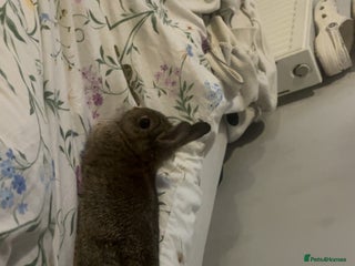 Dwarf Lop rabbits for sale: Dewarf rabbit for sale - Advert 1