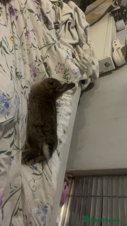 Dwarf Lop rabbits Dewarf rabbit for sale - Advert 1