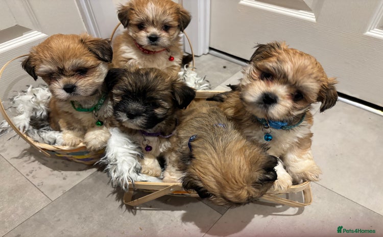 Lhasa Apso dogs Full bred Lhasa apso puppies  - Advert 14