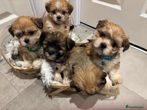 Lhasa Apso dogs Full bred Lhasa apso puppies - Advert 1