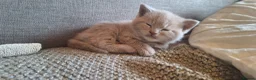 British Shorthair cats for sale: Beautiful BSH Cross Kittens  - Advert 7