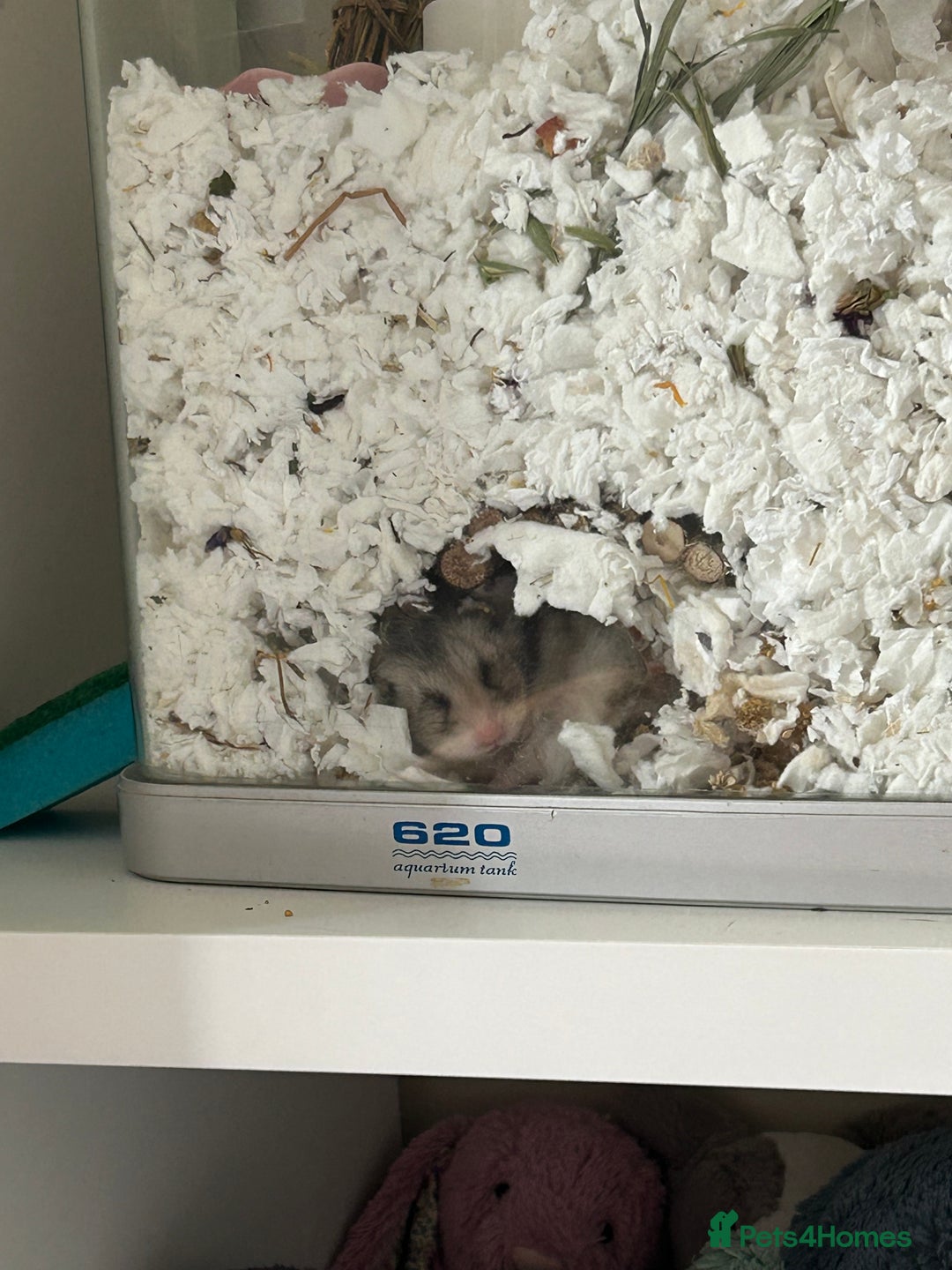 Hamster rodents for sale: Long haired Syrian hamster  - Advert 4