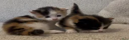 Mixed Breed cats for sale: Two beautiful kittens - Advert 4