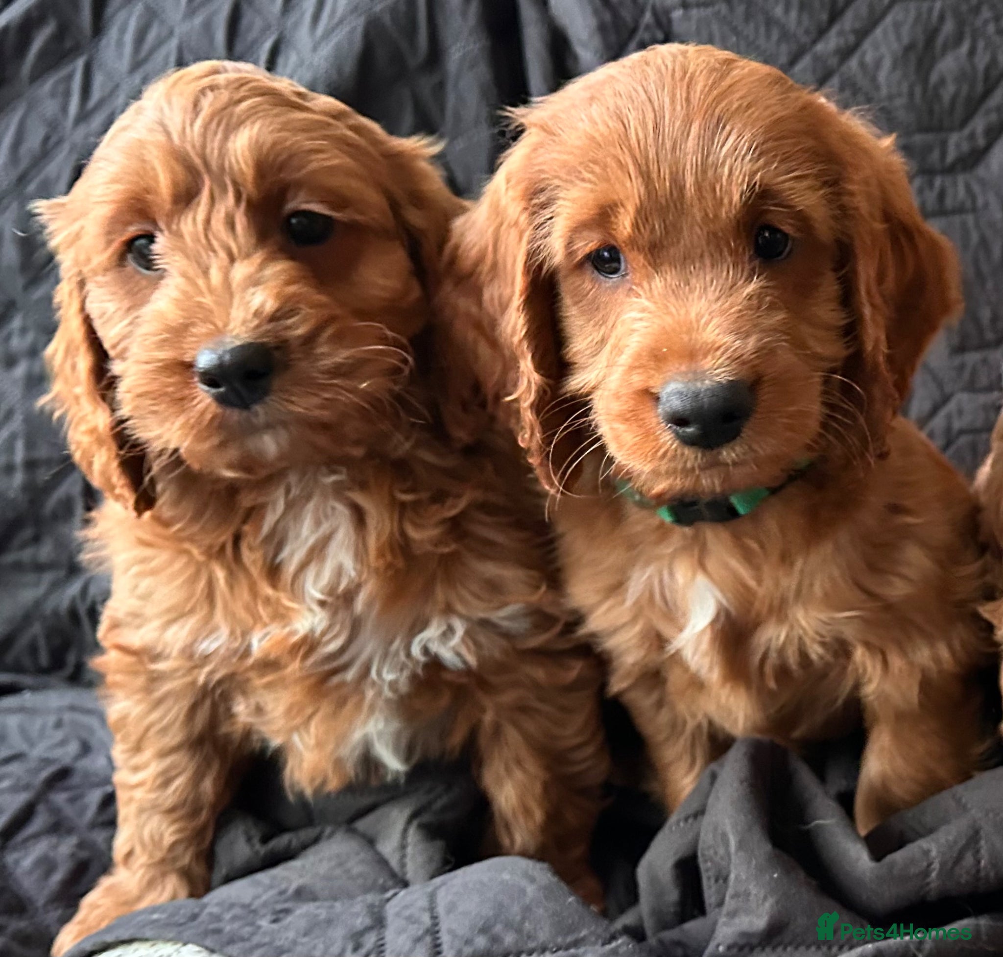 Cockapoo dogs for sale: READY NOW! RED F1 HEALTH-CHECKED TOY COCKAPOOS - Advert 6