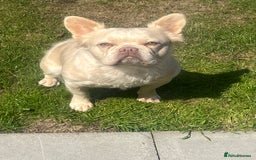 French Bulldog dogs for sale: Gorgeous fluffy Frenchie female  - Image 10