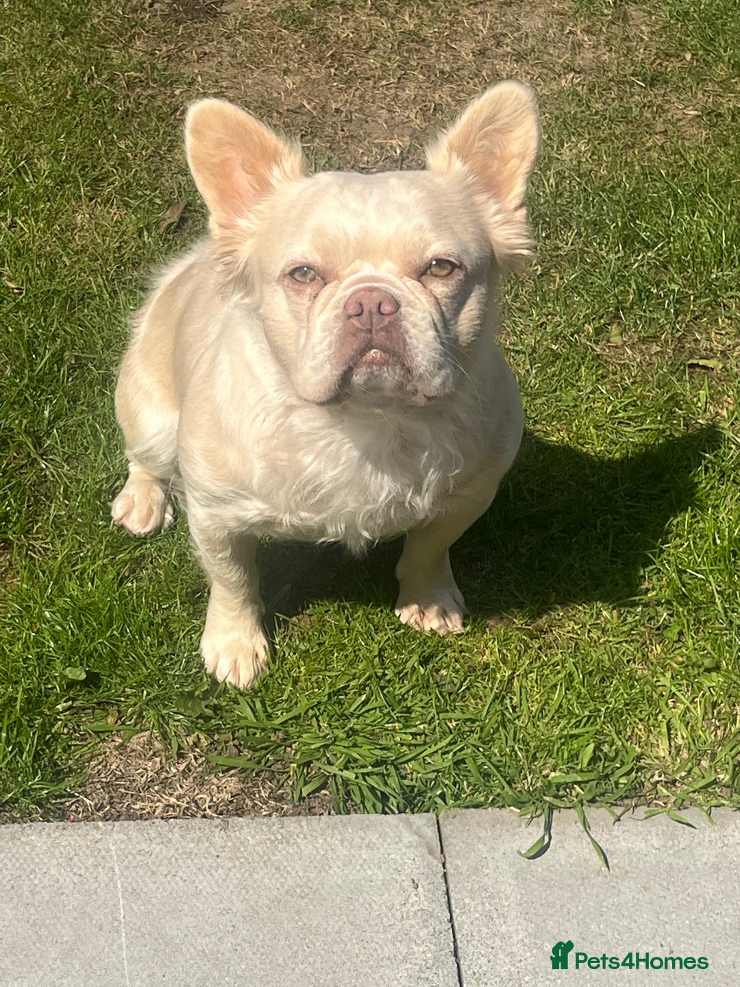 French Bulldog dogs for sale: Gorgeous fluffy Frenchie female  - Image 10