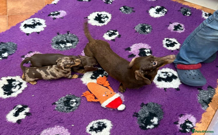 Miniature Dachshund dogs - Advert 3