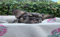 French Bulldog dogs for sale: 🐶 Adorable French Bulldog Puppies - Image 4
