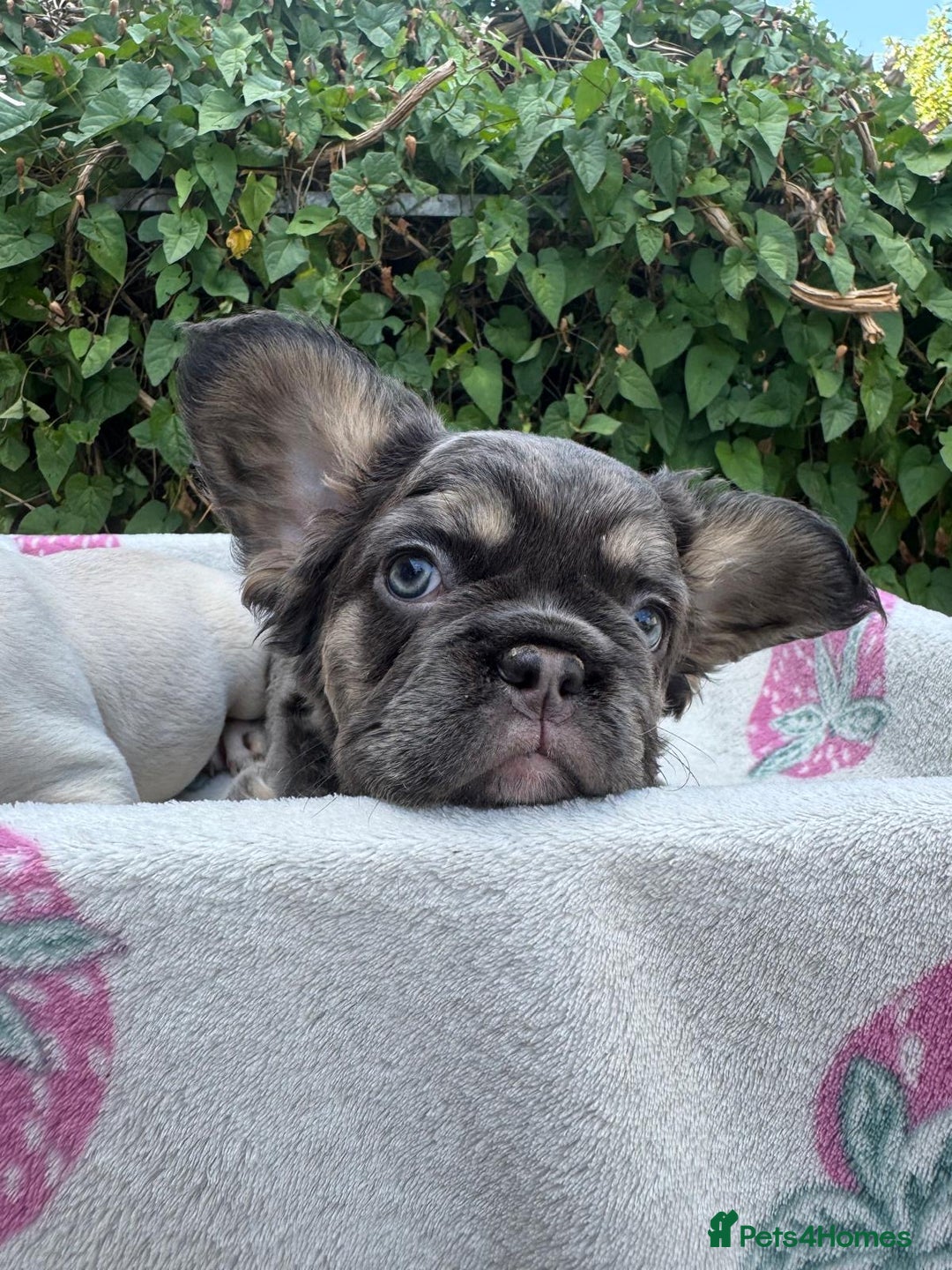 French Bulldog dogs for sale: 🐶 Adorable French Bulldog Puppies - Image 4