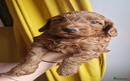 Cockapoo dogs for sale: Beautiful F1 Cockapoo Puppies– Ready @ 29th August - Image 5