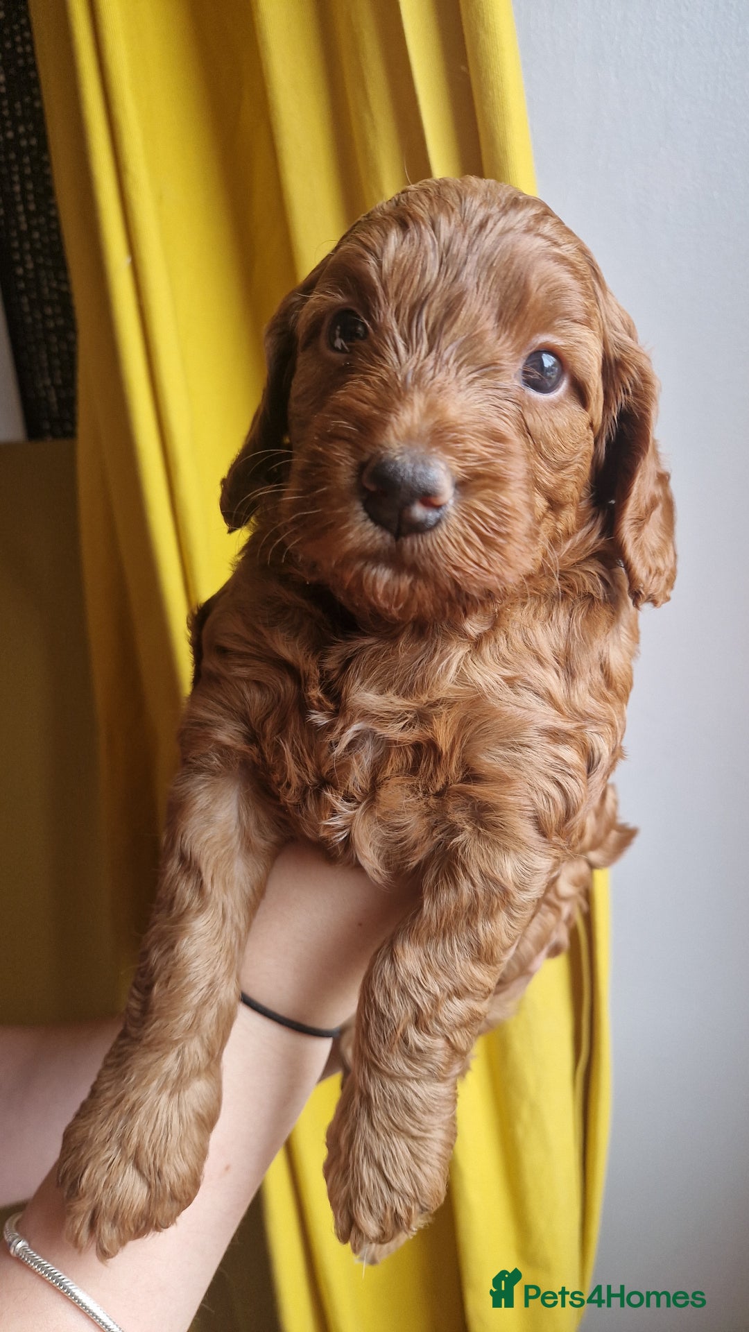 Cockapoo dogs for sale: Beautiful F1 Cockapoo Puppies– Ready @ 29th August - Image 5
