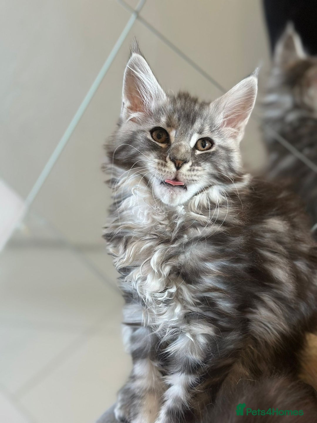 Maine Coon cats for sale: Pedigree Maine coon kittens purebreed XL in Waterlooville - Image 18