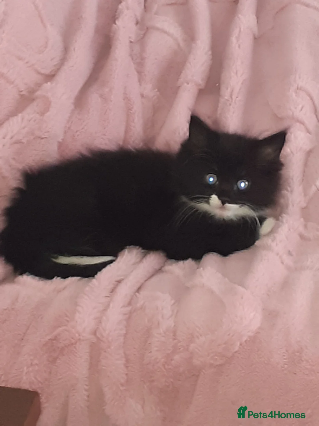 Mixed Breed cats for sale: 6 Female Kittens – 5 Black + 1 Black & White  🖤🐾 - Advert 7