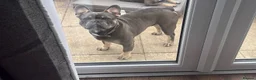 French Bulldog dogs for sale: Bohdi - The Frenchie  - Advert 9