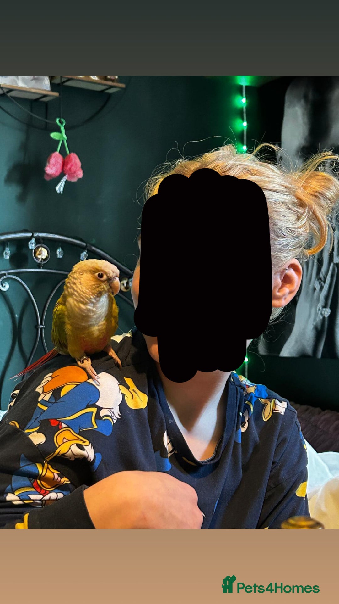 Conures birds for sale: Beautiful 1-Year-Old Conure Very Tame & Talkative - Advert 5