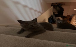 British Shorthair cats for sale: 🐾 Adorable British Shorthair Blue Kittens 🐾 - Image 12