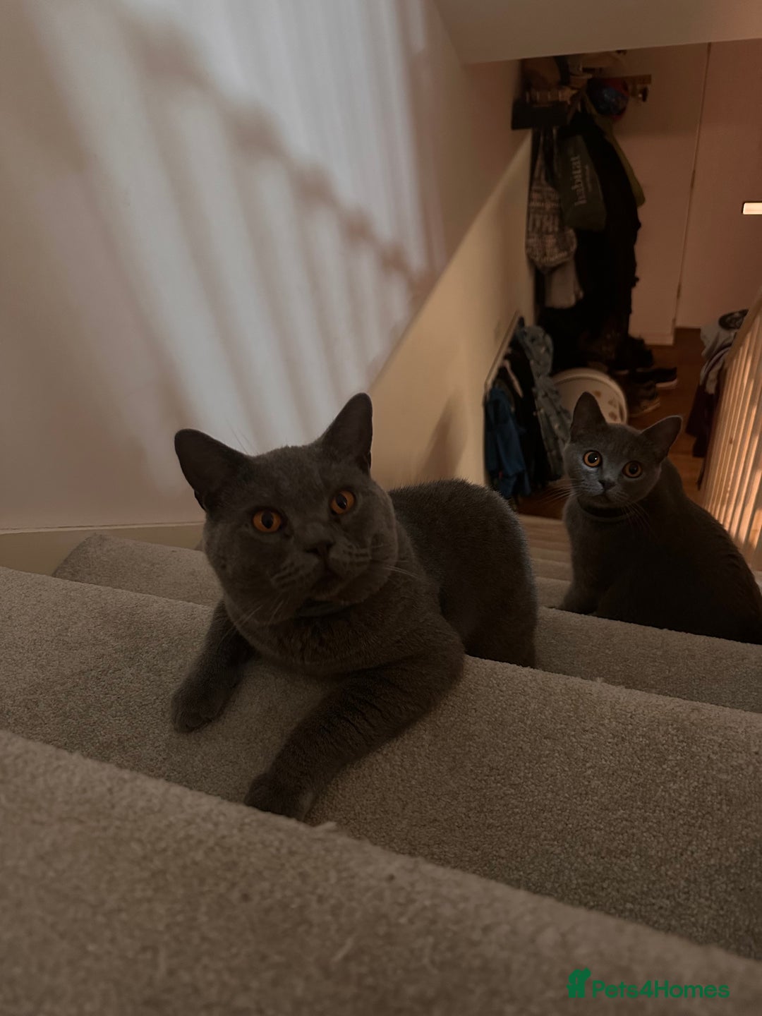 British Shorthair cats for sale: 🐾 Adorable British Shorthair Blue Kittens 🐾 - Image 12
